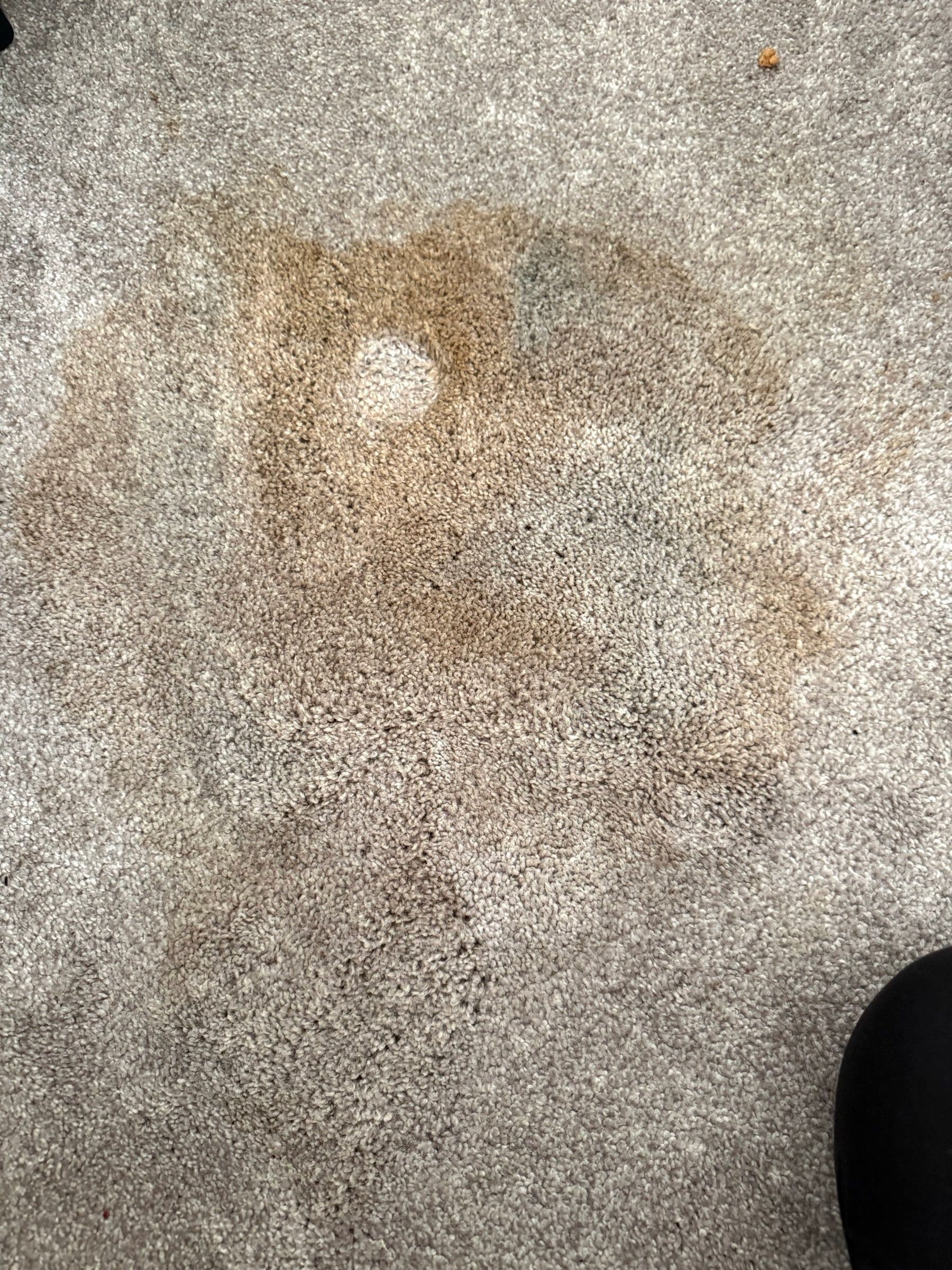 Before: Large brown stain on light gray carpet before treatment